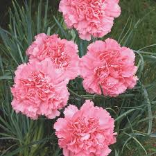Geranium Flower Seeds for Planting White Red – Cut Flower Favorite, Heirloom, Non-GMO & High Germination Organic Garden Seeds