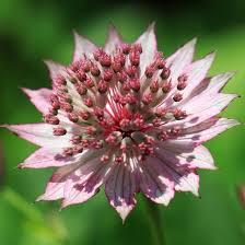 Astrantia Flower Seeds for Planting – Heirloom, Non-GMO, Cottage Garden Essential, High Germination Garden Seeds