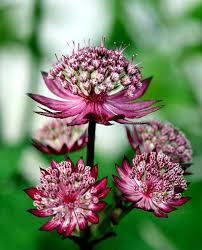 Astrantia Flower Seeds for Planting – Heirloom, Non-GMO, Cottage Garden Essential, High Germination Garden Seeds