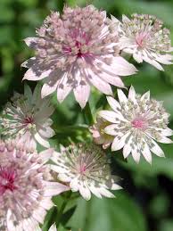 Astrantia Flower Seeds for Planting – Heirloom, Non-GMO, Cottage Garden Essential, High Germination Garden Seeds