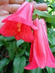 Chilean Bell Flower Seeds for Planting – Heirloom, Non-GMO, Seasonal Bloomer, High Germination Organic Garden Seeds