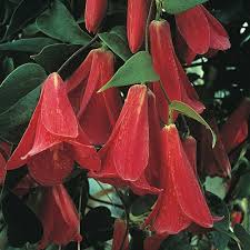 Chilean Bell Flower Seeds for Planting – Heirloom, Non-GMO, Seasonal Bloomer, High Germination Organic Garden Seeds