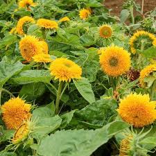 Teddy Sunflower Flower Seeds for Planting – Heirloom, Non-GMO, Sun-Loving, High Germination Organic Garden Seeds