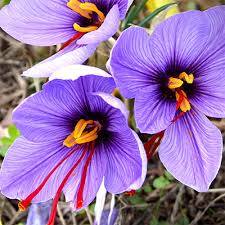 Purple Yellow Primula Malacoides Flower Seeds – Sun Loving, Heirloom, Non-GMO & High Germination Organic Garden Seeds