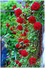 Climbing Rose Flower Seeds for Planting – Heirloom, Non-GMO, Premium Quality, High Germination Organic Garden Seeds