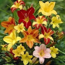 Daylily Flower Seeds for Planting – Heirloom, Non-GMO, Easy to Grow, High Germination Organic Garden Seeds