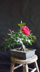 Bonsai Rose Flower Seeds for Planting – Heirloom, Non-GMO, Hardy Variety, High Germination Organic Garden Seeds
