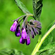 Comfrey Flower Seeds for Planting – Heirloom, Non-GMO, Perfect for Borders, High Germination Organic Garden Seeds