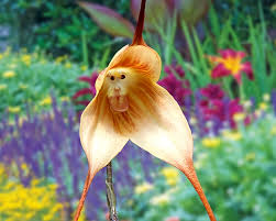 Monkey Orchid Flower Seeds for Planting – Heirloom, Non-GMO, High Germination, Organic Garden Seeds