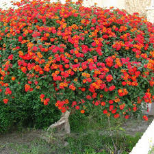 lantana flower seeds Lantana Flower Seeds for Planting – Fragrant Blossoms, Heirloom & Non- – Earthechoseeds