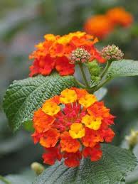 Lantana Flower Seeds for Planting – Heirloom, Non-GMO, High Germination, Organic Garden Seeds