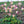 Aquilegia Flower Seeds for Planting – Heirloom, Non-GMO, High Germination, Organic Garden Seeds