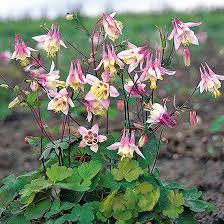 Aquilegia Flower Seeds for Planting – Heirloom, Non-GMO, High Germination, Organic Garden Seeds