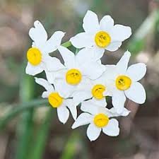 Narcissus Tazetta Flower Seeds for Planting – Fragrant Indoor & Outdoor Bloom