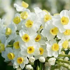 Narcissus Tazetta Flower Seeds for Planting – Fragrant Indoor & Outdoor Bloom