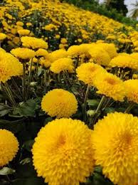 Yellow Marigold Flower Seeds for Planting – Hardy Variety, Heirloom, Non-GMO & Organic Garden Seeds