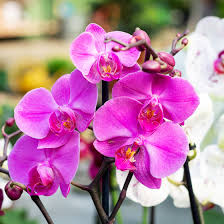 Orchid Flower Seeds for Planting - Heirloom, Non-GMO, Sun-Loving Organic Garden Seeds with High Germination