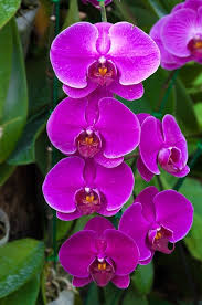 Mixed Phalaenopsis Orchid Seeds for Planting – Heirloom, Non-GMO, Shade Tolerant, High Germination Organic Garden Seeds