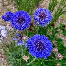 Black Red Dragon Coleus Seeds – Fragrant Blossoms, Heirloom, Non-GMO & High Germination Organic Garden Seeds