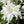 Alpinum Flower Seeds for Planting - Heirloom, Non-GMO, Bright Bloom Organic Garden Seeds with High Germination