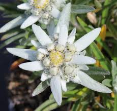 Alpinum Flower Seeds for Planting - Heirloom, Non-GMO, Bright Bloom Organic Garden Seeds with High Germination