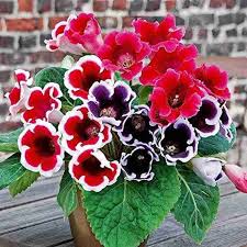Gloxinia Flower Seeds for Planting – Vibrant Colors, Heirloom, Non-GMO Organic Garden Seeds