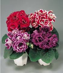 Gloxinia Flower Seeds for Planting – Vibrant Colors, Heirloom, Non-GMO Organic Garden Seeds