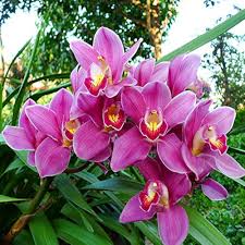 Cymbidium Flower Seeds for Planting - Heirloom, Non-GMO, Hardy Organic Garden Seeds with High Germination