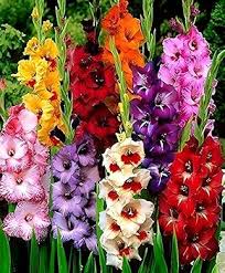 Perennial Gladiolus Flower Seeds for Planting - Heirloom, Non-GMO, Organic Garden Seeds with High Germination for Borders