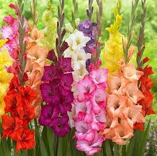 Perennial Gladiolus Flower Seeds for Planting - Heirloom, Non-GMO, Organic Garden Seeds with High Germination for Borders