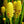 Beehive Ginger Flower Seeds for Planting - Heirloom, Non-GMO, Organic Garden Seeds, High Germination