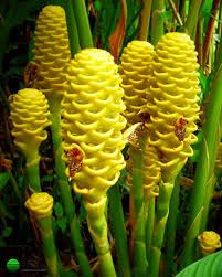Beehive Ginger Flower Seeds for Planting - Heirloom, Non-GMO, Organic Garden Seeds, High Germination