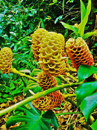 Beehive Ginger Flower Seeds for Planting - Heirloom, Non-GMO, Organic Garden Seeds, High Germination