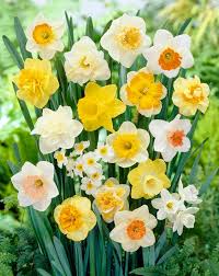 Daffodil Flower Seeds for Planting - Heirloom, Non-GMO, Sun Loving, Organic Garden Seeds with High Germination