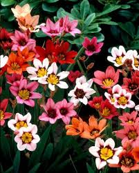 Harlequin Flower Seeds for Planting - Heirloom, Non-GMO, Shade Tolerant, Organic Garden Seeds with High Germination