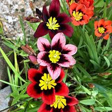 Harlequin Flower Seeds for Planting - Heirloom, Non-GMO, Shade Tolerant, Organic Garden Seeds with High Germination