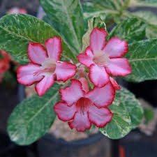 Thick Pink Adenium Obesum Seeds Flower Seeds for Planting – Heirloom, Non-GMO, Vibrant Colors