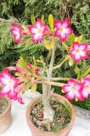 Thick Pink Adenium Obesum Seeds Flower Seeds for Planting – Heirloom, Non-GMO, Vibrant Colors