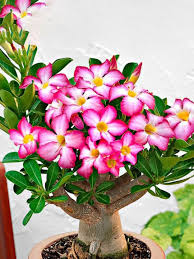 Pink White Adenium Obesum Seeds for Planting – Heirloom, Non-GMO, Garden Favorite, Organic Seeds with High Germination