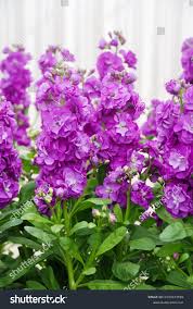 Purple Matthiola Incana Seeds for Planting – Heirloom, Non-GMO, Easy to Grow, Organic Garden Seeds with High Germination