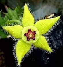 Yellow Stapelia Flower Seeds for Planting – Heirloom, Non-GMO, Hardy Variety, Organic Garden Seeds with High Germination