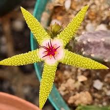 Yellow Stapelia Flower Seeds for Planting – Heirloom, Non-GMO, Hardy Variety, Organic Garden Seeds with High Germination