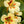 Yellow Peach Nasturtium Flower Seeds for Planting – Heirloom, Non-GMO, Long Bloom Season, Organic Garden Seeds