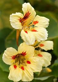 Yellow Peach Nasturtium Flower Seeds for Planting – Heirloom, Non-GMO, Long Bloom Season, Organic Garden Seeds