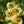 Yellow Peach Nasturtium Flower Seeds for Planting – Heirloom, Non-GMO, Long Bloom Season, Organic Garden Seeds