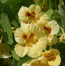 Yellow Peach Nasturtium Flower Seeds for Planting – Heirloom, Non-GMO, Long Bloom Season, Organic Garden Seeds