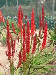 Brown Orange Hibiscus Flower Seeds – Compact Growth, Heirloom, Non-GMO & High Germination Organic Garden Seeds