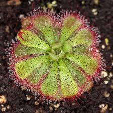 Green Red Sundew Flower Seeds for Planting – Heirloom, Non-GMO, Fragrant Blossoms, Organic Garden Seeds, High Germination