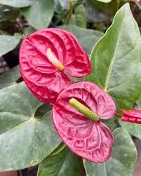 Maroon Anthurium Flower Seeds for Planting – Heirloom, Non-GMO, Colorful Blooms, High Germination Rate
