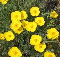 Yellow Eschscholtzia Flower Seeds for Planting – Heirloom, Non-GMO, Low Maintenance, High Germination Seeds